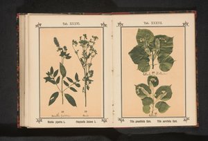 Yaz kirecinin dalı ve kış kirecinin bir dalı Tilia grandifolia Ehrh. Tilia parvifolia Ehrh. (nesne üzerindeki başlık) by Anonymous
