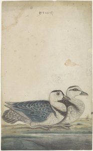 iki ördek by Anonymous
