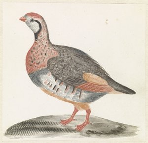 tarla tavuğu by Anonymous