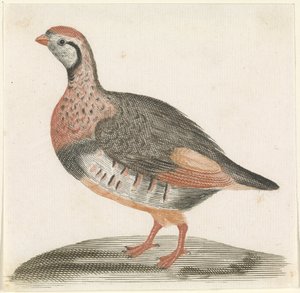 tarla tavuğu by Anonymous
