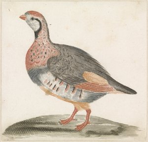 tarla tavuğu by Anonymous
