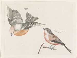 Finch ve gri yan baştankara by Anonymous