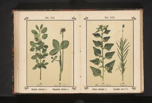 Wedgedoorn ve su kurusu yaprakları Rhamnus cathartica L. Menyanthes trifoliata L. (nesne üzerindeki başlık) by Anonymous