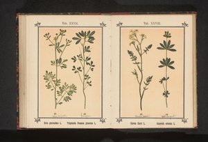 Wijnruit en fenegriek Ruta graveolens L. Trigonella Foenum graecum L. (nesne üzerindeki başlık) by Anonymous