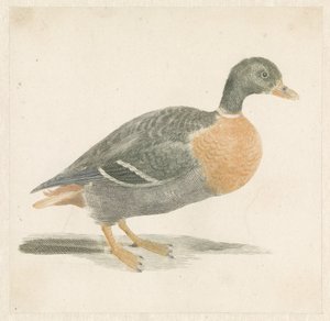 Sağdaki yeşilbaş by Anonymous