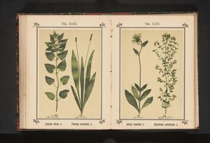 Beyaz ısırgan otu ve dar muz Lamium albümü L. Plantago lanceolata L. (nesne üzerindeki başlık) by Anonymous