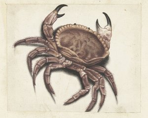 Deniz yengeç Lombard albümü (seri başlığı) by Anonymous