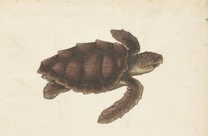 Deniz Kaplumbağası Tortugas - Eretmochelys imbricata / Hawksbill Turtle / Hawksbill Turtle (nesne üzerindeki başlık) Lombard albümü (seri başlığı) by Anonymous