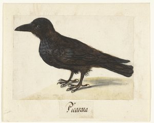 Carrion Crow Picaraza (nesne üzerindeki başlık) Lombard albümü (seri başlığı) by Anonymous