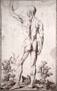 İnsan kas sisteminin anatomik çalışması (gravür by Anonymous Anonymous