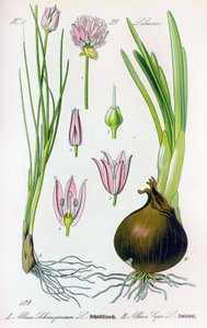 Botanik tahtası: Allium schoenoprasum (soğan) ve allium cepa (soğan). Levha 29. Özel Koleksiyon by Anonymous Anonymous