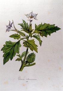 Botanik tahtası: Datura Stramonium (Datura stramoine veya stramoine officinale). Franz von Paula Schrank (1747-1835), Alman doğa bilimci, Monaco 1816 tarafından "Flora Monacensis" de gravür. by Anonymous Anonymous