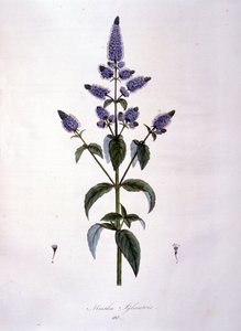 Botanik tahtası: yabani nane (mentha sylvestris). 19. yüzyıl gravürü. by Anonymous Anonymous