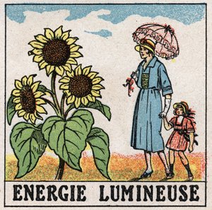 Işık enerjisi: Ayçiçeği güneş ışığından etkilenir. 1925