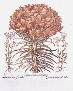 Lily ve Centaurea, Almanca by Anonymous Anonymous