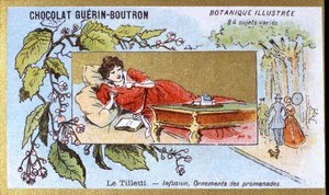 Ihlamur: infüzyon, yürüyüş süsleri. Gravür (kromo). 19. yüzyılın sonlarında Guerin-Boutron çikolataları için reklam kromolitografisi. Illustree Botanik Serisi. by Anonymous Anonymous