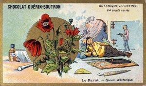haşhaş: afyon, narkotik. Gravür (kromo). 19. yüzyılın sonlarında Guerin-Boutron çikolataları için reklam kromolitografisi. Illustree Botanik Serisi. by Anonymous Anonymous