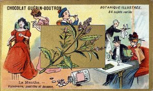 Hassas nane, pastiller ve içecek. Gravür (kromo). 19. yüzyılın sonlarında Guerin-Boutron çikolataları için reklam kromolitografisi. Illustree Botanik Serisi. by Anonymous Anonymous