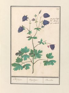 Akelei (Aquilegia) Akeleijen. / Aquilegia. / Aucolied (nesne üzerindeki başlık) by Anselmus Boëtius de Boodt