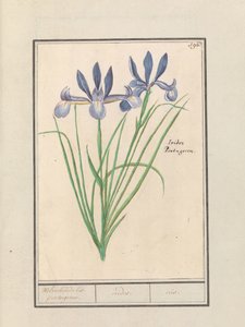 Mavi İris (İris sibirica) Tatlı kokulu orris. Portekizce. / iris. / iris. (nesne üzerindeki başlık) by Anselmus Boëtius de Boodt