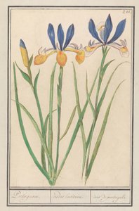 Blauwgele lis (Sibirya irisi) Portekizce / Lusitan gökkuşakları / iris, portekiz konumundan (nesne üzerindeki başlık) by Anselmus Boëtius de Boodt