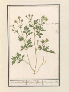 Düğünçiçeği Düğünçiçeği Türleri / Ranunculi palustris Türleri. / Bacinet genoille. (nesne üzerindeki başlık)