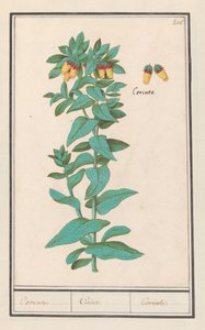 Cerinthe (Cerinthe majör) Gereksinimler. / Gereksinimler. / Gereksinimler. (nesne üzerindeki başlık)