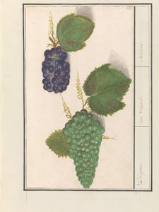 Druif (Vitis vinifera) Druijven. / uva Vulgaris. / Kuru Üzüm (nesne üzerindeki başlık) by Anselmus Boëtius de Boodt