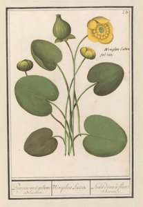 Sarı disket (Nuphar lutea) Sarı çiçekli pompalar. / Nimphea Lutea. / Lunet d