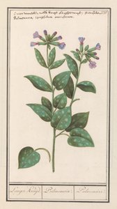 Benekli Lungwort (Pulmonaria officinalis) Daha Uzun Baharat. / Akciğer. / Akciğer. (nesne üzerindeki başlık)