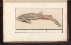Köpek balığı (Scyliorhinus canicula) Deniz köpeği (nesne üzerindeki başlık) by Anselmus Boëtius de Boodt