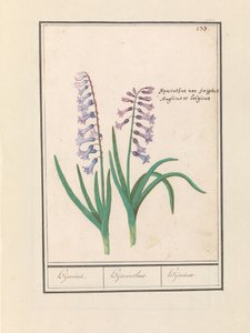 Sümbül (Hyacinthus orientalis) hijasin / Sümbül / Hijacinte (nesne üzerindeki başlık)
