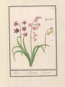 Sümbül (Hyacinthus orientalis) hijasin / Sümbül / Sümbül (nesne üzerindeki başlık) by Anselmus Boëtius de Boodt