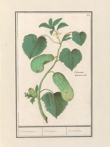 Komkommer (Salatalık sativa) Anlaşmak / Salatalık. / Kornişon. (nesne üzerindeki başlık)