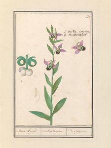 Gülen Yaban Arısı Orkide (Ophrys bombyliflora) ve anemonen (Anemon) | Gülen Yaban Arısı Orkide (Ophrys bombyliflora) Gülen Yaban Arısı Orkide (Ophrys bombyliflora)