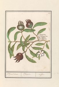 Muşmula (Mespilus germanica) Muşmula Ağacı. / Mespilus. / Nefflier (nesne üzerindeki başlık)