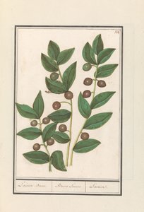 Zeytin (Olea europaea) Defne ağacı. / Bacca Laurus. / Laurel (nesne üzerindeki başlık) by Anselmus Boëtius de Boodt