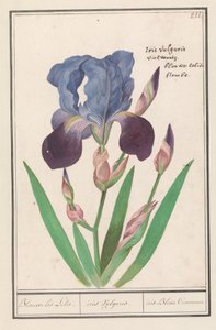Mor iris (İris germanica) Mavi İris Zambak. / iris Vulgaris. / iris Blue Commune (nesne üzerindeki başlık)