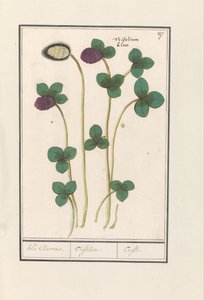 Kırmızı Yonca (Trifolium pratense) Klee Claevers. / Trifolium. / Trefle (nesne üzerindeki başlık) by Anselmus Boëtius de Boodt