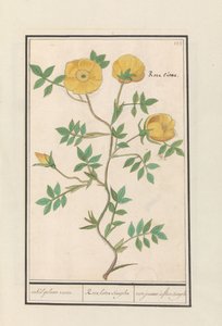 Gül (Rosa) tek sarı gül. / Rosa lutea simpleks / gül jeaune à fleur simple (nesne üzerindeki başlık) by Anselmus Boëtius de Boodt
