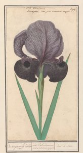 Rouw iris (İris susiana) suzyaensche lisbloeme / iris Calcedonica