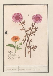 Pembe çiçek (bilinmiyor) ve kadife çiçeği (Caendula officinalis) 1. 2. Altın Çiçekler. / 1. 2. Caltha Calendula. / 1. 2. Soucie. (nesne üzerindeki başlık) by Anselmus Boëtius de Boodt
