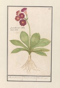 çuha çiçeği (Çuha çiçeği) Kırmızı Ayı Kulakları. / Auricula ursi rubra. / Auricule allık (nesne üzerindeki başlık) by Anselmus Boëtius de Boodt