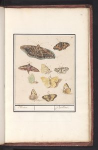 Kelebekler ve güveler güveler. / Papillons (nesne üzerindeki başlık) by Anselmus Boëtius de Boodt