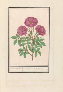 Wilde roos (Rosa) Welriekende bosch roose / rosa silverstris adorata. / Orman gülü kokulu (nesne üzerindeki başlık) by Anselmus Boëtius de Boodt