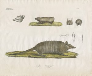  by Anstalt Arnz & Co.