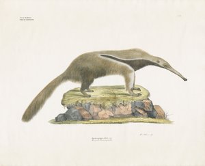  by Anstalt Arnz & Co.