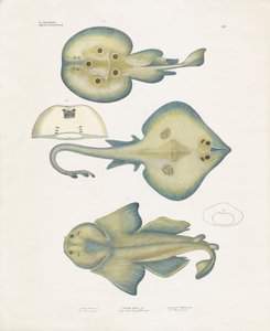  by Anstalt Arnz & Co.