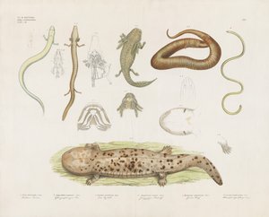  by Anstalt Arnz & Co.