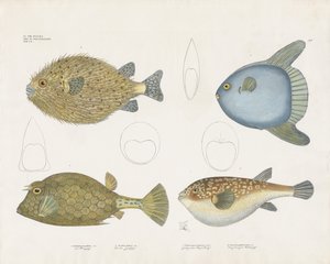  by Anstalt Arnz & Co.